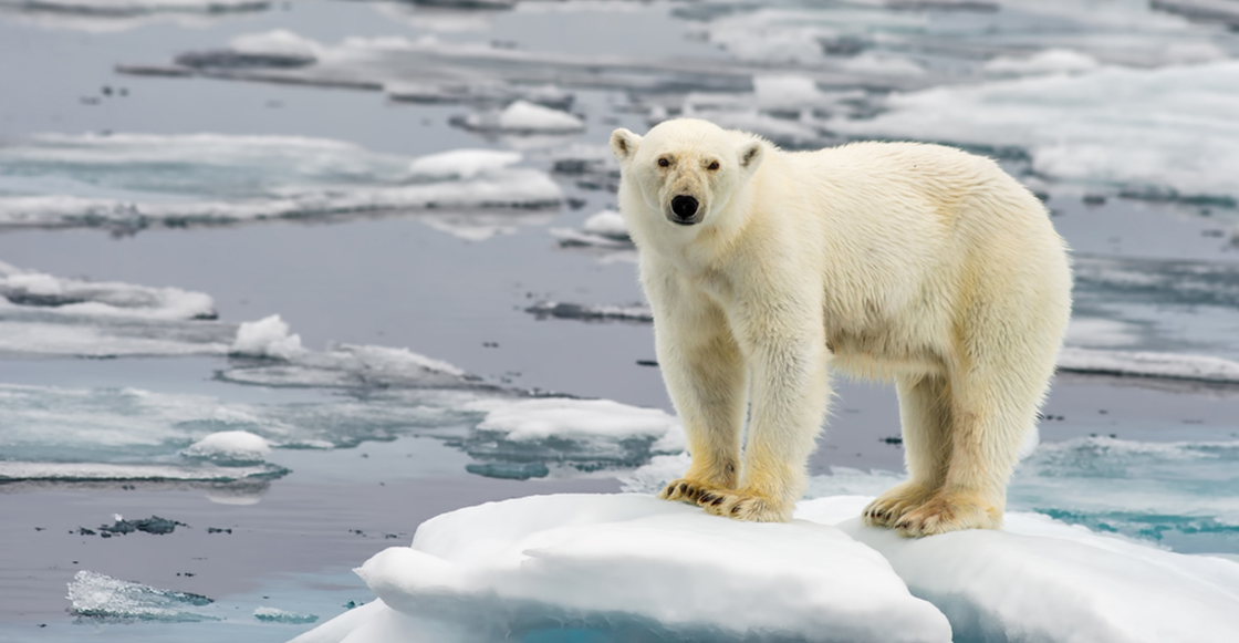 Calentamiento global: Una ciudad rusa se declaró en estado de emergencia por la invasión de osos polares
