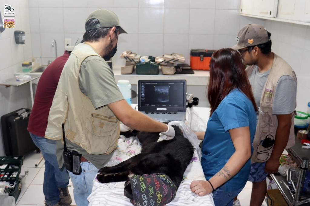 Cachorra de jaguar murió por aguas negras en el Zoológico de Morelia.